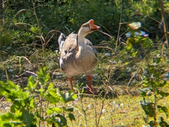 Anser cygnoides domesticus
