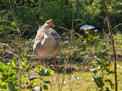 Anser cygnoides domesticus