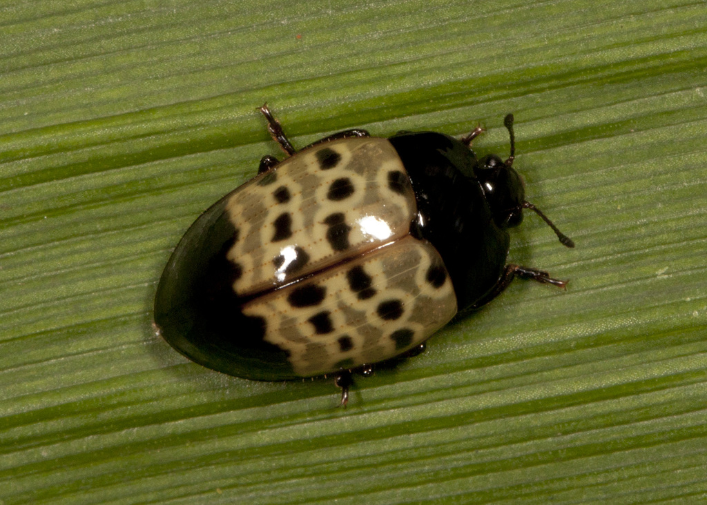 Iphiclus obsoletesignatus