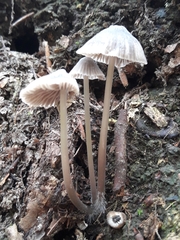 Mycena tintinnabulum