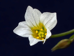 Linum catharticum