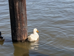 Anas platyrhynchos domesticus