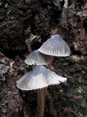 Mycena tintinnabulum