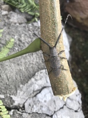 Taricanus truquii