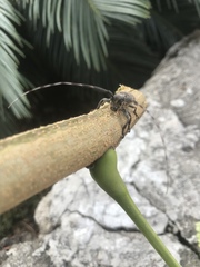 Taricanus truquii