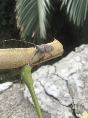 Taricanus truquii