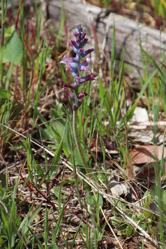 Image of Lachenalia glaucina by (c) Tony Rebelo, some rights reserved (CC BY-SA)