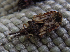 Aradus depressus