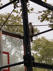 Buteo jamaicensis