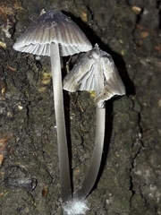 Mycena tintinnabulum