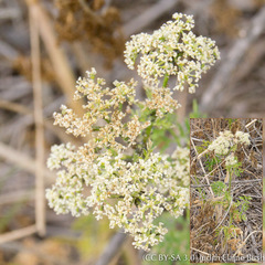 Lomatium caruifolium