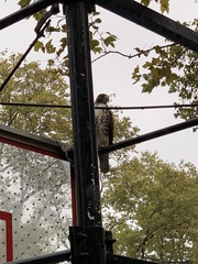Buteo jamaicensis