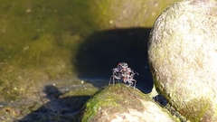 Cicindela sommeri