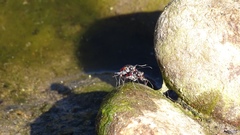 Cicindela sommeri