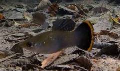 Poecilia mexicana