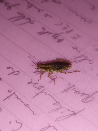 German cockroach