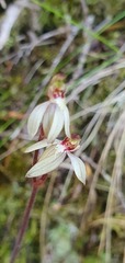 Caladenia minor