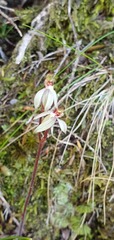 Caladenia minor