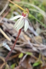 Caladenia minor
