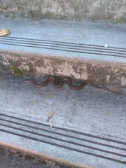 Thamnophis ordinoides