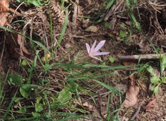 Colchicum longifolium
