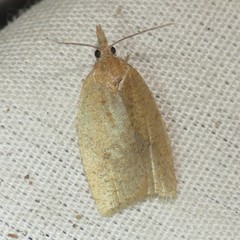 Sparganothoides machimiana