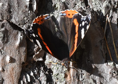 Vanessa atalanta