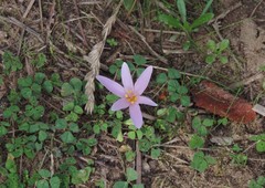 Colchicum longifolium