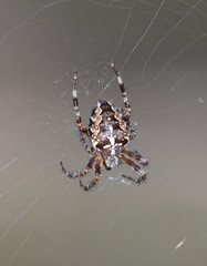 Araneus diadematus