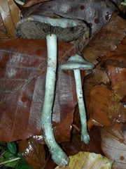 Stropharia caerulea