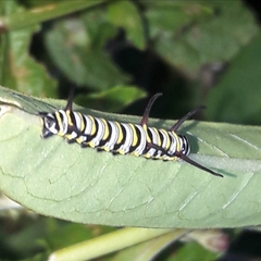Danaus gilippus gilippus