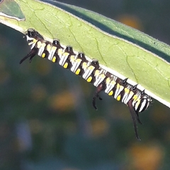 Danaus gilippus gilippus