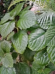 Urera baccifera