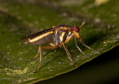 Thecomyia