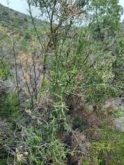 Colletia hystrix