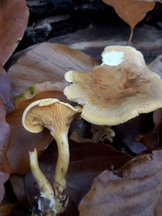 Hygrophoropsis aurantiaca