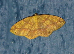 Periclina syctaria
