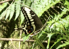 Papilio ophidicephalus