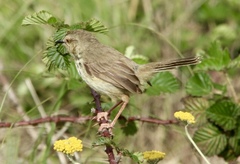 Prinia hypoxantha