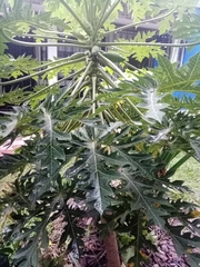 Carica papaya