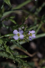 Cakile maritima baltica