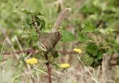 Prinia hypoxantha