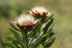 Protea caffra