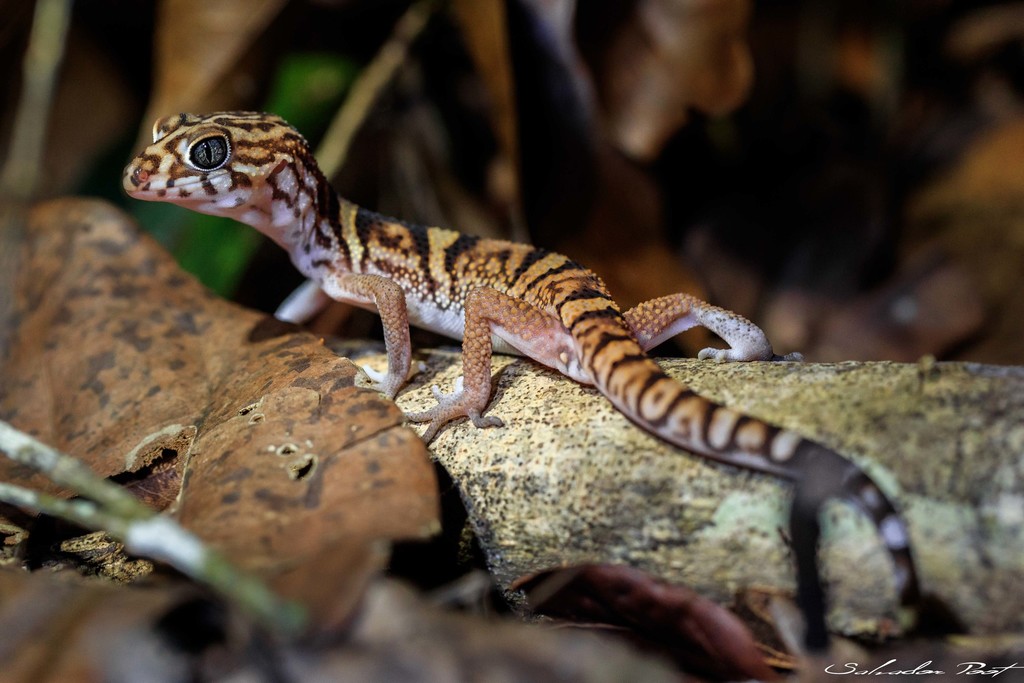 Banded Geckos