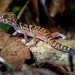 Banded Geckos - Photo (c) Salvador Poot Villanueva, some rights reserved (CC BY-NC)