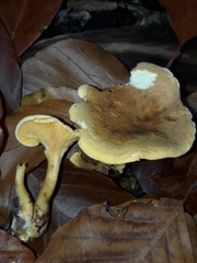 Hygrophoropsis aurantiaca