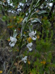 Chloraea galeata