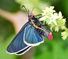 Mysoria affinis