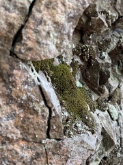 Gymnostomum aeruginosum