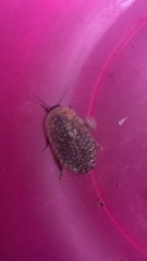 Blaberinae